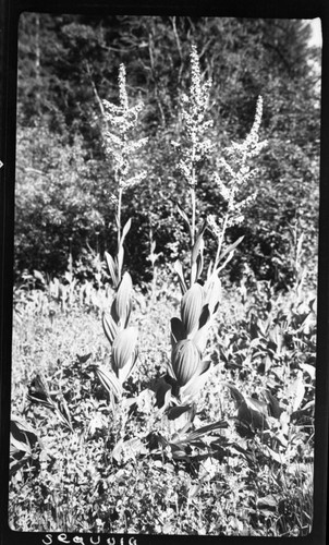 Corn lilies (Veratrum californicum)