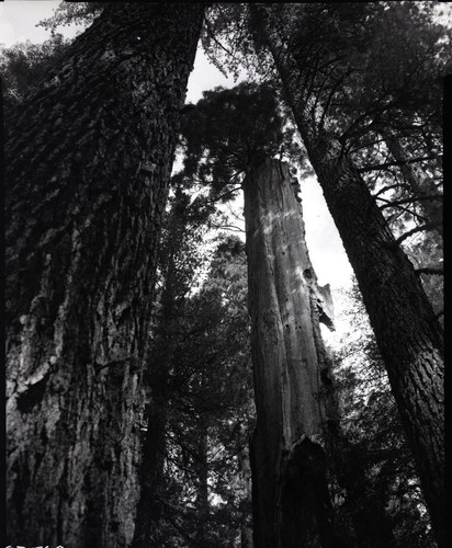 Miscellaneous Named Giant Sequoias, Black Chamber