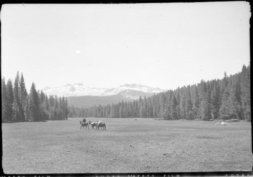 Misc. Meadows, stock use, misc. mountains. Williams Meadow in grazed condition. Mt. Silliman in background