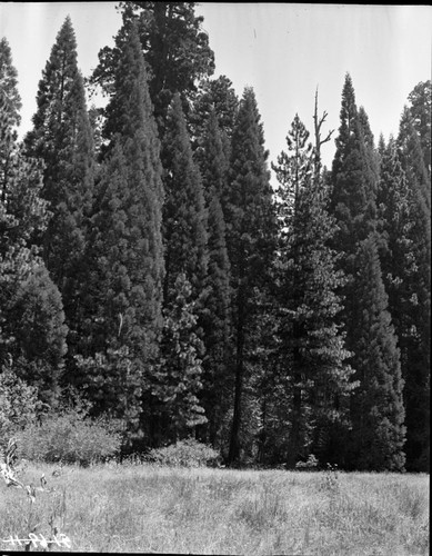 Miscellaneous Meadows, Redwood Meadow and Giant sequoias. Montane Meadow Plant Community