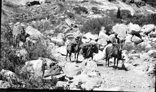 Stock Use, Trails, High Sierra Trail, Buck Canyon Crossing. Individuals unidentified