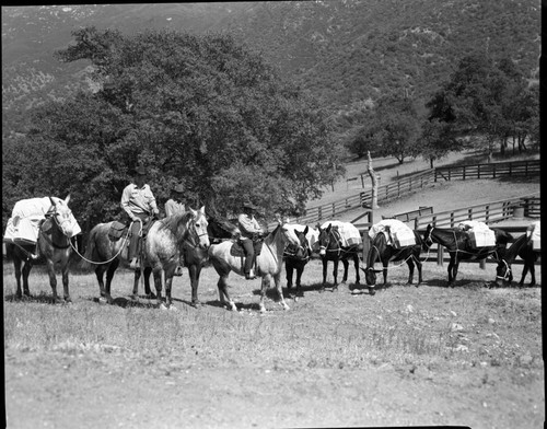 NPS Groups, Training Mule Pack String, Corrals. Roy Lee Davis, Jr. pictured, stock use