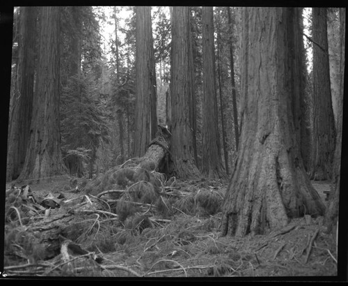 Hazard Trees, No. 47 fell Aug. 9 at 0945 am striking tree No. 41 at Hazelwood picnic area