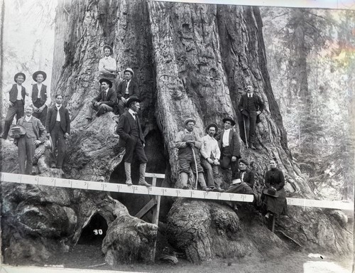 General Grant Tree, Miscellaneous Groups