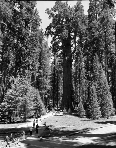 General Sherman Tree, full