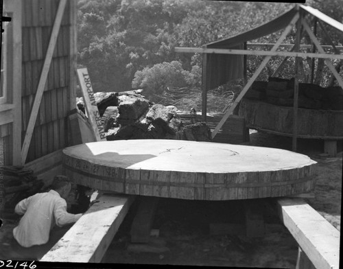 Giant Sequoia Sections, ready to be sent to San Diego Fair