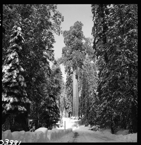 General Grant Tree, in snow. Giant Sequoia Winter Scenes