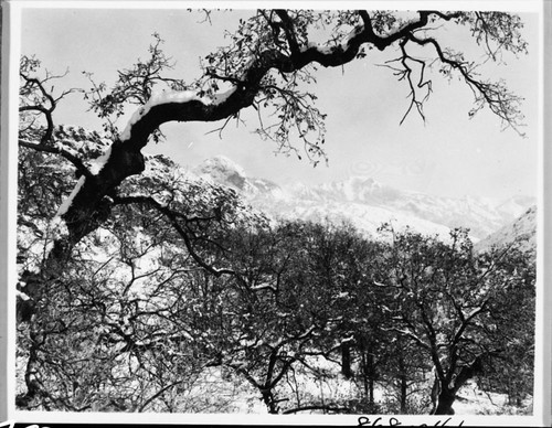 Winter Scenes, Moro Rock and Alta Peak