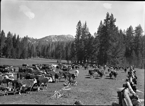 Grazing, Meadow studies, Rowell roundup. Misc. Meadows