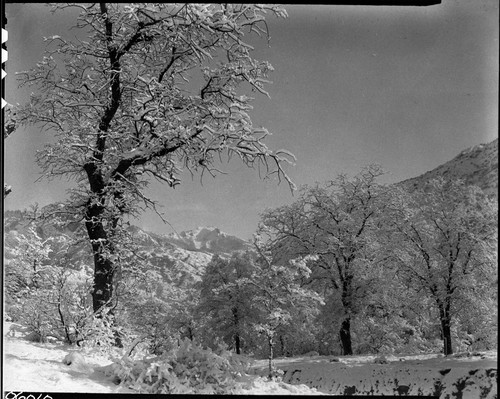 Winter Scenes, Alta Peak in background