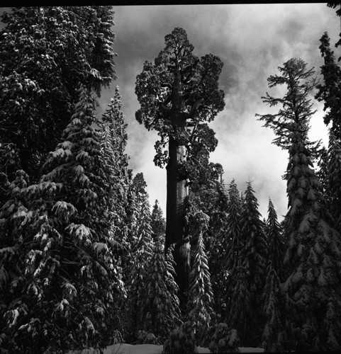 General Grant Tree, in snow. Giant Sequoia Winter Scenes