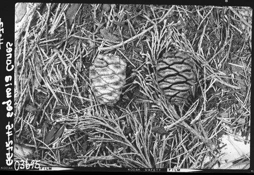 Giant Sequoia, Sequoia cones