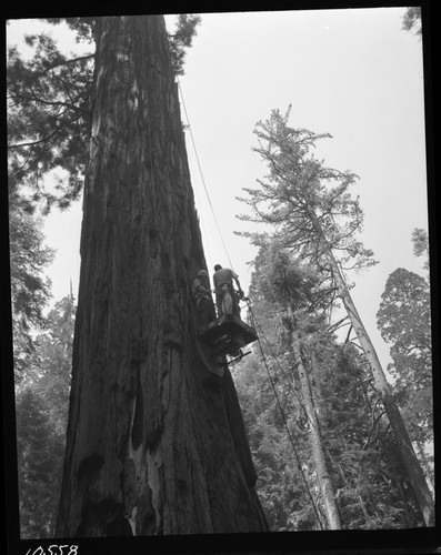 Research, Misc. Resource Management Concerns, Enroute to the top of Elevator Tree. Ron Steker (Entomologist) and Arnberger and Sagan