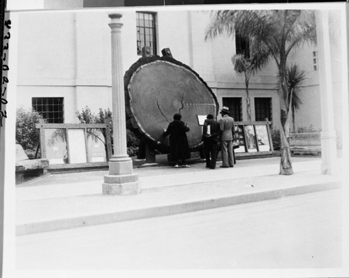 San Diego, California, Giant Sequoia Sections, San Diego Exposition