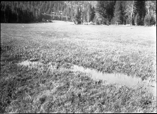 Meadow studies, Nebraska Sedge regaining control of stream flow right foreground is new this year. Fig. 168 Armstrong Report