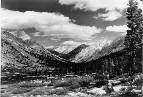 Looking down canyon, Glaciated Canyons, Subalpine Forest Plant Community