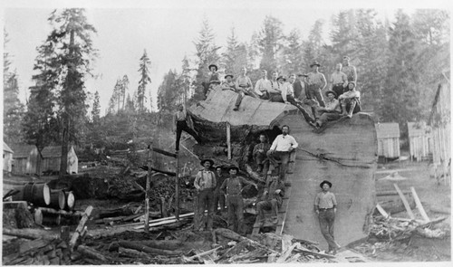 Logging, Early scenes at Millwood, early 1900's. Misc. Groups