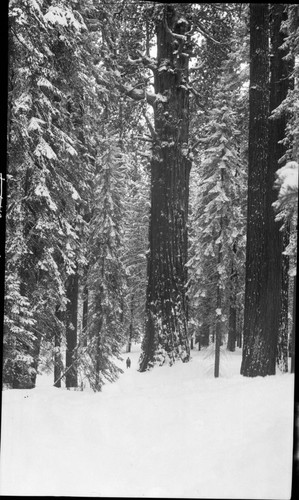 General Sherman Tree, Giant Sequoias, Winter Scenes, General Sherman Tree in snow, Joseph Dixon in foreground