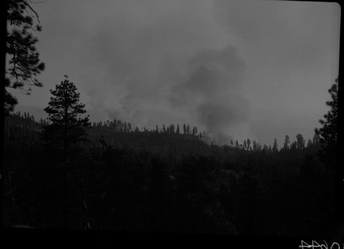 Wildland Fires, Cherry Gap after McGee fire. Mixed Coniferous Forest