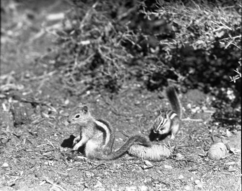 Misc. Mammals, Golden-Mantled Ground Squirrel and Lodgepole chipmunk