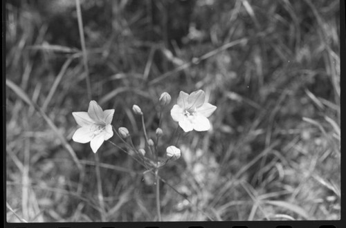 Misc. Plants, Brodiaea Laxa