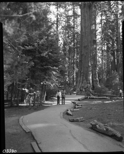 General Sherman Tree