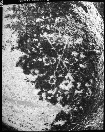 Military, Administration, 8th Cavalry insignia on rock at site of old Rocky Gulch Ranger Station near lower end of Colony Mill Road