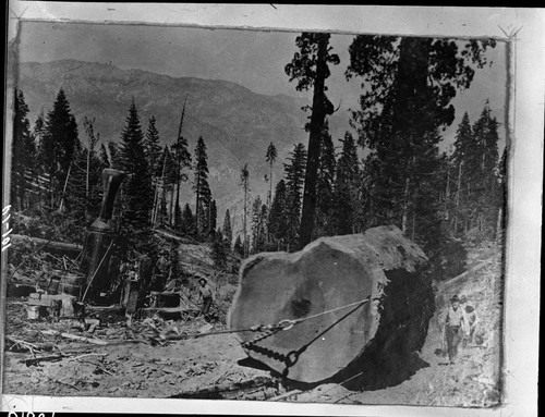 logging, converse basin, from Ed Bryant's Album