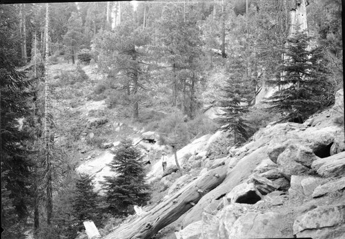 Generals Highway, SNP. Construction, surveyed route of Generals Highway, note man in photo. Mixed Coniferous forest