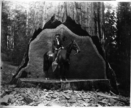 Logging, Undercut in giant sequoia with man-rider on horse