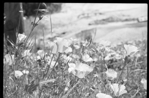 Three Rivers area, Misc. Plants, California Poppies