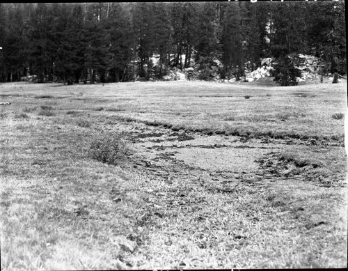 Meadow studies, Colby Meadow, permanent meadow photo plot study. Misc. Meadows