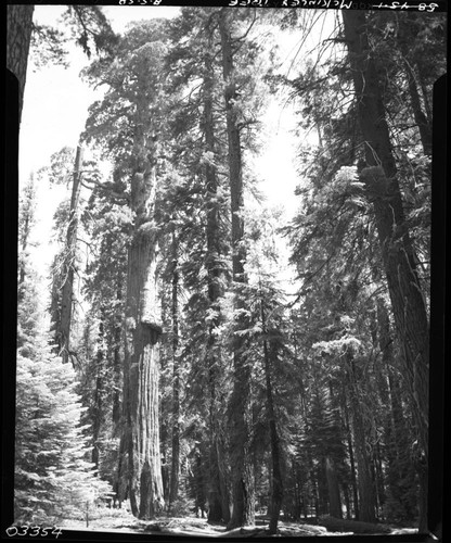 Misc. Named Giant Sequoias, McKinley Tree. People at base