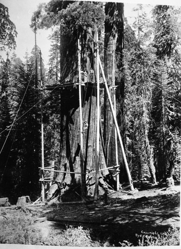 Logging, Misc. Named Giant Sequoias. Cutting the General Noble Tree, later to be called the Chicago Stump. 1892