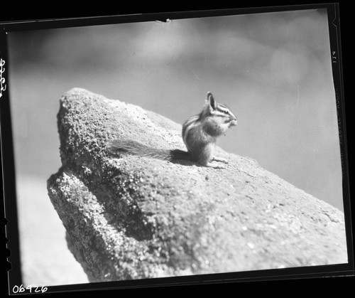 Misc. Mammals, Allen Chipmunk (Lodgepole Chipmunk)