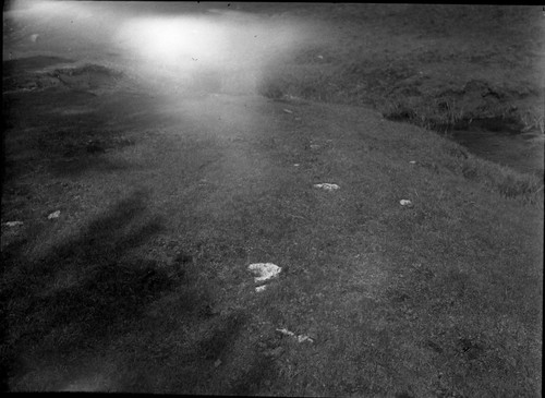 Meadow studies, very short 3/4 to 1" ave. ht. Dry sedges of lower meadow has lodgepoles invading. Light leak