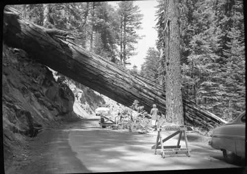 Fallen Giant Sequoias, Giant sequoia with fell across Generals Highway near Buena Vista Point, April 21, 1953