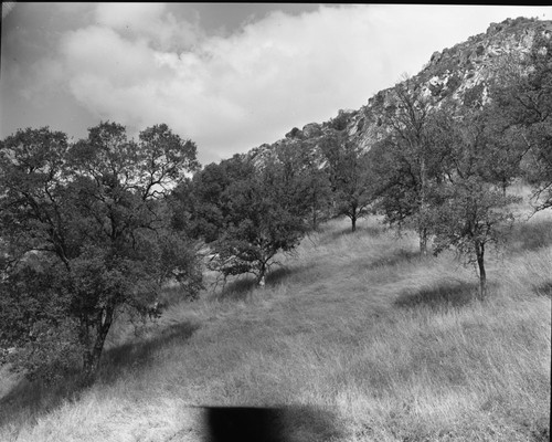 Misc. Plant Communities, Oakwoodland. Foothills near Ash Mtn