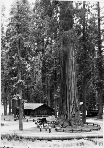 Buildings and utilities, Giant Forest Museum