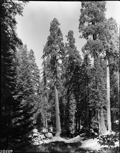 Giant Sequoia, Leaning sequoia