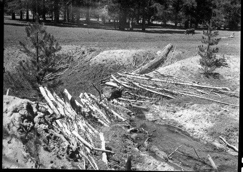 Meadow studies, Note break through in dam. Needs repair. Misc. Resource Management Concerns