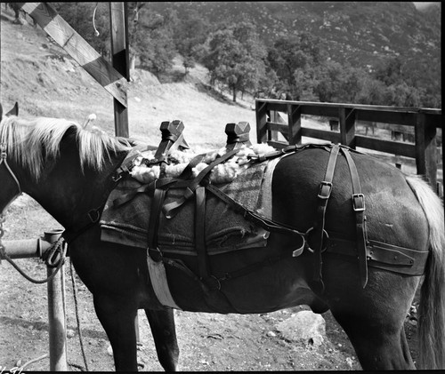 Training Activities, Stock Use, care of horses and pack stock, Jack and Troy Hall