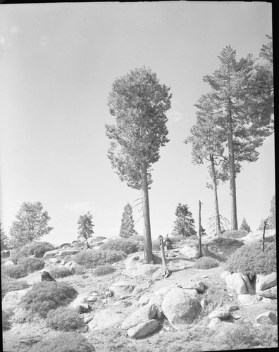 Incense Cedar