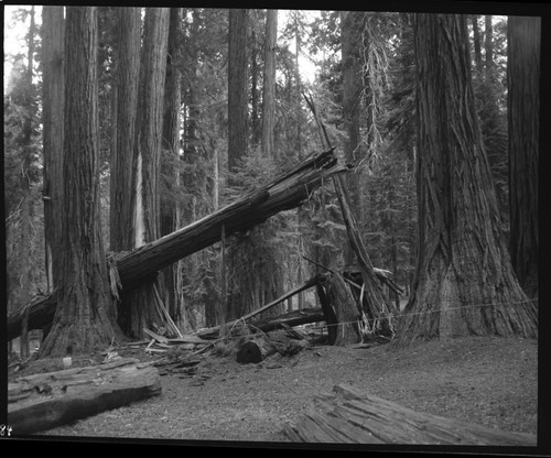 Hazard Trees, No. 47 fell Aug. 9 at 0945 am striking No. 41 at Hazelwood picnic area