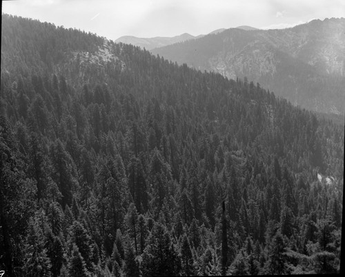 Mixed Coniferous Forest Plant Community, Dillwood Grove, view east along boundary. South boundary study