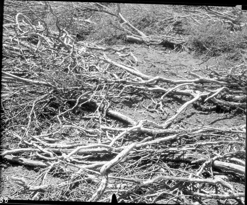 Deer, Ceanothus killed by over-browsing. Misc. Resource Management Concerns