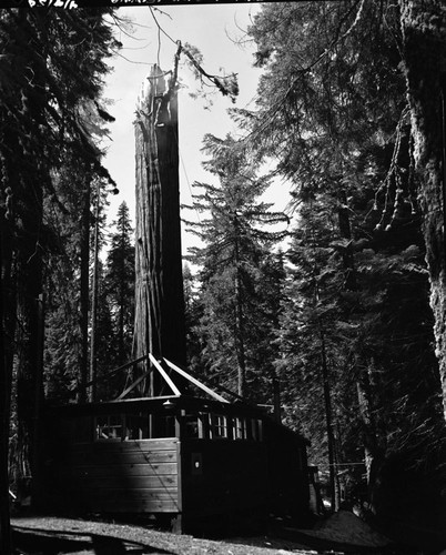 Gallen Giant Sequoia, Lightning struck sequoia, last days of fire. Removal of burned limbs