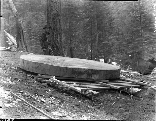 Exhibits, Giant Sequoia Sections, Sequoia log from which section was taken. Individuals unidentified