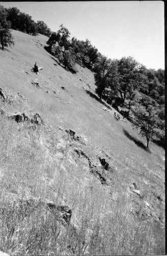 Rare Plants. Habitat of "Streptanthus farnsworthianus" on Middle Fork of Kaweah River. Elev: 2880