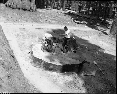 Giant Sequoia Sections, Cutting Section for University of Pennsylvania Carbon 14 Lab. Cut from felled leaning tree near lodge. Section 14"x2'x6